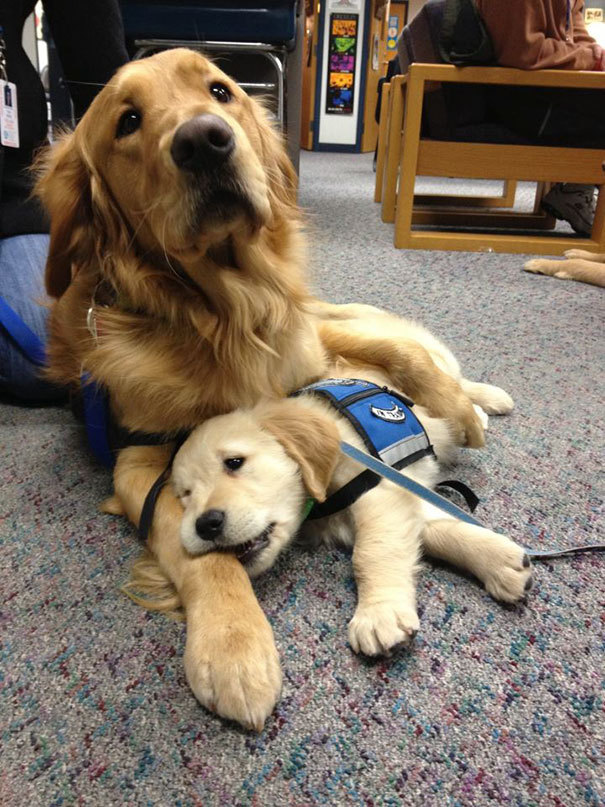 deleted-scenes: mayahan: Puppies On Their First Days Of Work  EMPLOYEES OF THE MONTH