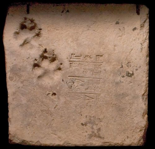 ishtargates: Brick from the moon ziggurat with dog paw prints from the ancient city of Ur.  Fro