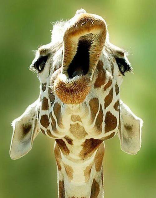 kayc22: thegiraffeloverstudio: Hellooooo… looking for cute Giraffe Tees? Take a look >> goo.gl