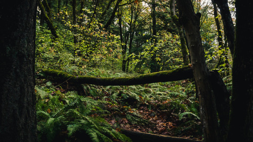 Morning Walk // October 2018IG: http://instagram.com/stephenparkhumWeb: http://thewilderness-studios