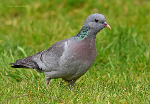 Stock Dove (Columba oenas)© Pete Blanchard