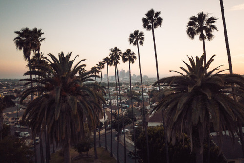 there’s no place i’d rather be than under a palm tree in california&hellip;