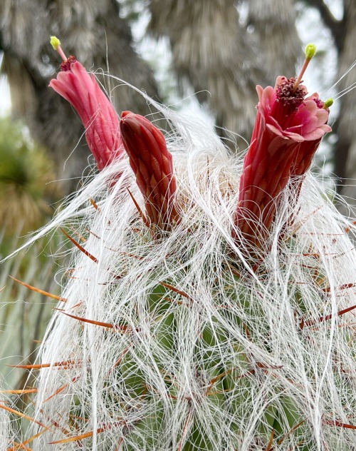 Oreocereus celsianus
Oreocereus is a genus of columnar cacti, usually with long white hair, native to the Andes Mountain Range in South America. The plant seen here is the largest species, from northern Argentina and southern Bolivia. Its pinkish-red...