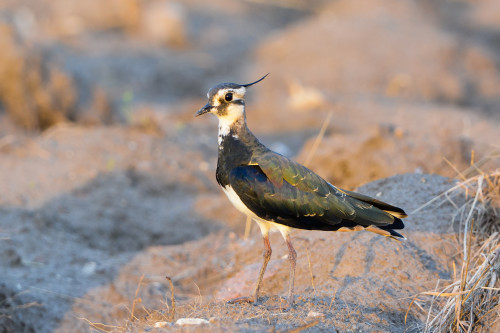 Northern Lapwing (Vanellus vanellus) >>by Dalia Račkauskaitė