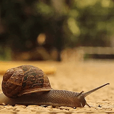 Snails In The Rain Gif Explore Tumblr Posts And Blogs Tumgir