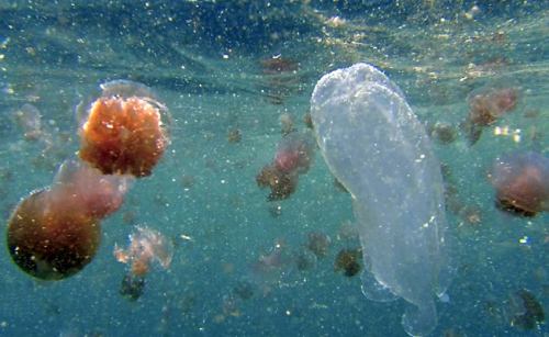 biovisual: New Species of Venomous Jellies Discovered in Australia By Megan Gannon, News Editor, Liv