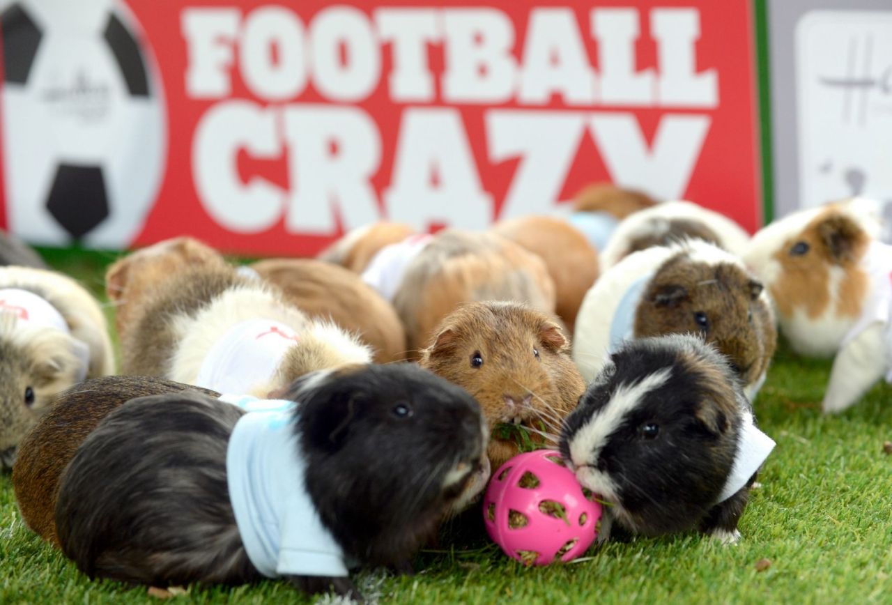 guineapiggies:  (via Birmingham Mail)