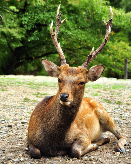 Journey to Japan: Exploring Kyoto (Part2) Visited Kyoto’s Imperial Palace where Tamed Deers ar