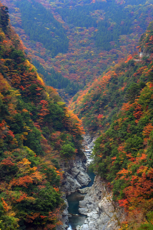 travelingcolors:  Autumn at Iya Valley | Japan (by Tomobil)