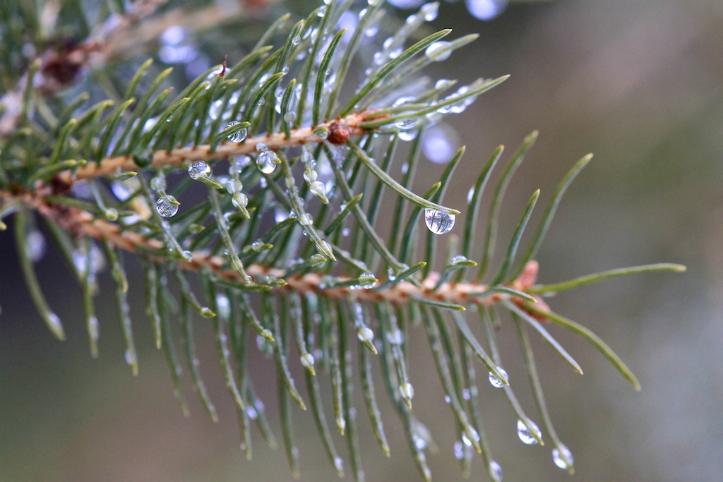 julesofnature:
“ “We are made up of the same atoms and the same light signals as are exchanged between pine trees in the mountains and stars in the galaxies.” ~ Carlo Rovelli
”