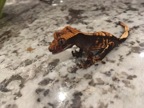 salsaspot: amyalexandra-reptiles: I fed Bart some crickets yesterday and suddenly something in his l