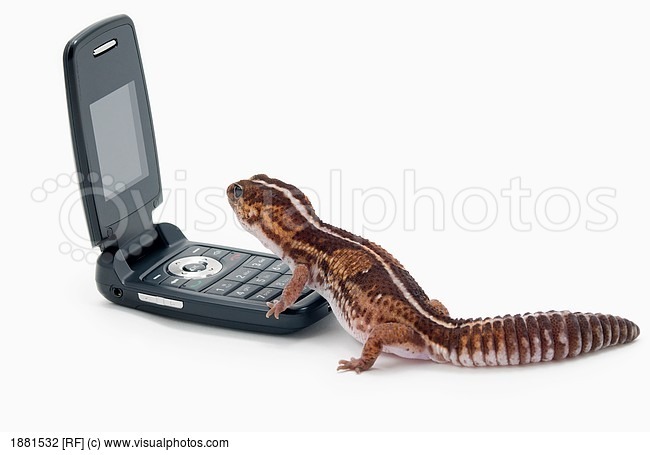 funkykong:    African Fat Tailed Gecko Using A Cellphone   