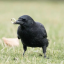 rosencrows