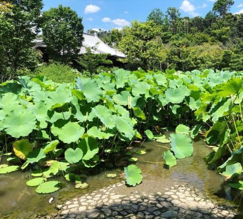 ＼おにわさん更新情報／ ‪[ 京都市右京区 ] 法金剛院庭園 Hokongo-in Temple Garden, Kyoto の写真・記事を更新しました。 ーー蓮の名所として知られる“蓮の寺”に残る、