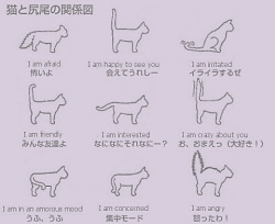 idanceitarotiart:  Cat language. Learn it.
