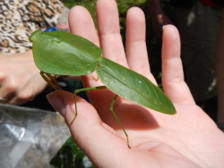 buggirl:  Shield Mantis.  Maquipucuna, Ecuador.
