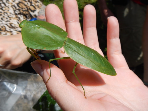 Porn photo buggirl:  Shield Mantis.  Maquipucuna, Ecuador.