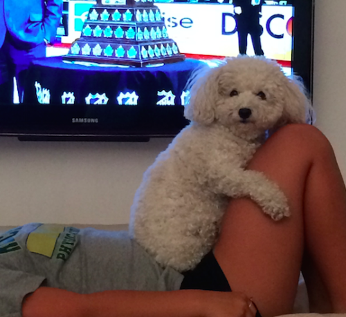 animal-factbook: When afraid, Bichon Frises cling to their owners and behave like koalas for extra s