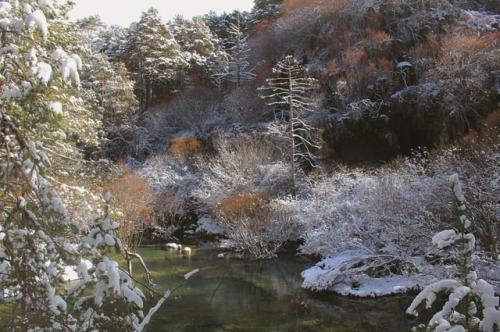 #snow #landscape #winter #cold #ice #frozen #woods #trees #nature #lake #mountains #natural #cuenca 