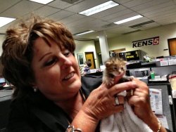 catsbeaversandducks:  A little furry crew member: a tiny rescued kitten prowls around TV station. KENS 5 &amp; Kens5.com employees found quite the cute surprise hiding under a vehicle in their back parking lot. The precious kitten was about a week old