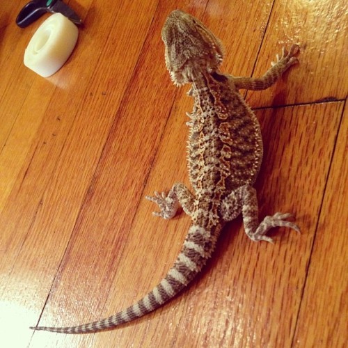 Alli B. Gator watching Beja do her project. #beardeddragon #beardie #lizard #reptile #beardeddragonsofinstagram