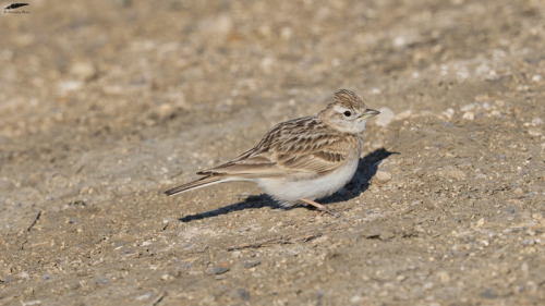 blogbirdfeather:Short-toed Lark - Calhandrinha-comum (Calandrella brachydactyla)Vila Franca de Xira/