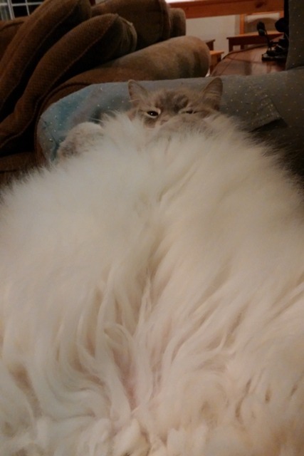 mostlycatsmostly:  @fatcatislazy