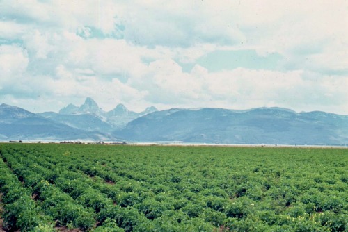 Potato Field with Grand Tetons in the Distance, Pierre’s Hole near Driggs, Idaho, 1969.