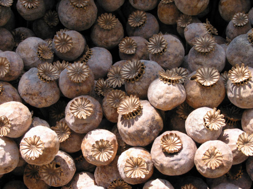 bacteriia:  Harvested poppy capsules