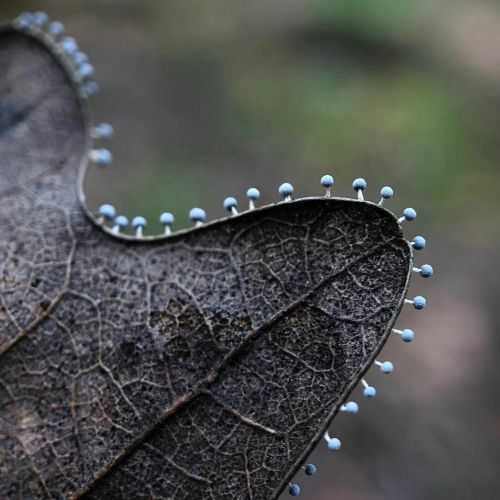 Slime mold along the edge of a leaf.