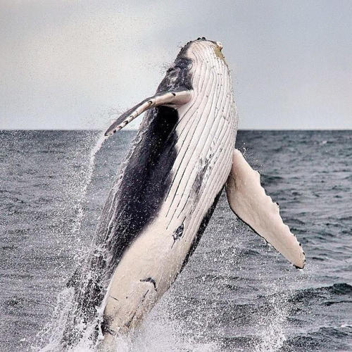 Flying #whale coming through! @jodie_lowe88 captured this brilliant shot of a breaching #humpback wh