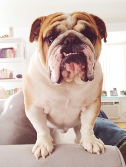 Duncan the English Bulldog