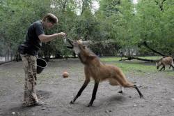 northstarfan: kamiyu910:  0rionpax:  armedandgayngerous:   therevenantrising:   thunderswarehouse:   cyrodiil-burns:   013705010:   belligerenceforhire:  mgs3: LOOK AT THIS INCREDIBLY GOOD BOY  WHAT THE FUCK IS THAT?!  maned wolf. they have one in the