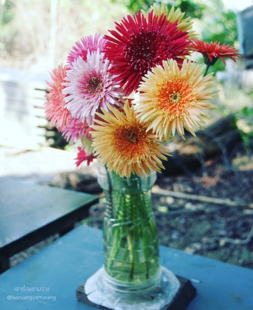 #เยอบีร่า #gerbera #thaigerbera #colourful #flowers #botany #botanicalgarden #samkok #pathumthani #t