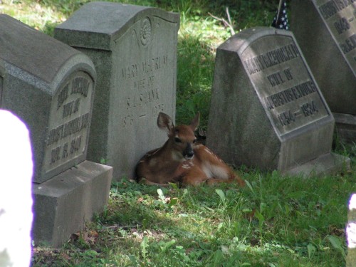 Allegheny Cemetery 52715-34
