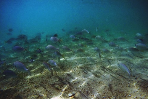 boybehindthelens:Underwater treasures.Pulau SapiSabah, Malaysia