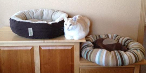 awesome-picz:  Hilarious Examples Of Cat Logic 