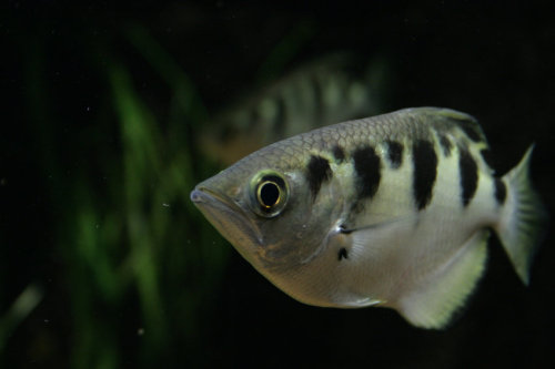 zoologicallyimprobable - A species of tropical fish has been...