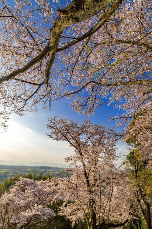 桜の山