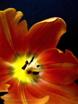 mydarkangel2pls:  stephanocardona:  °*°tulip°*° by annevesijarvi Link: http://ift.tt/1RFbiEH  hptals