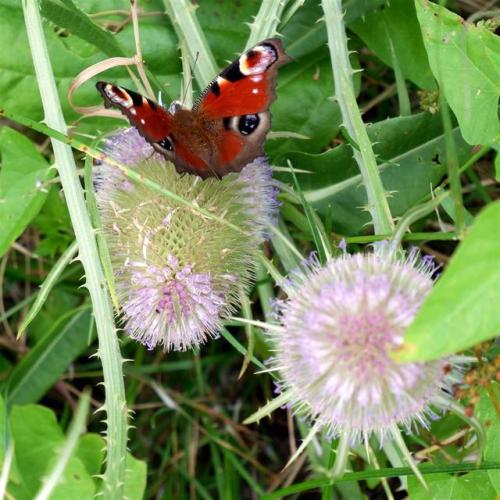 Peacock Butterfly on Teasel at Wheldrake Ings, North Yorkshire. England.