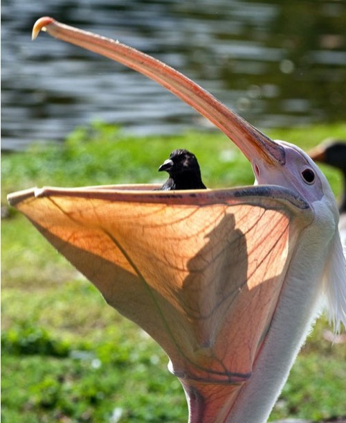 earth-song:  8 ominously vicious animal photos These images and their captions are all taken from The Telegraph’s 2010 Animal Pictures of the Year. 1- A mouse looks out from the jaws of a huge voracious African bullfrog. These carnivorous amphibians