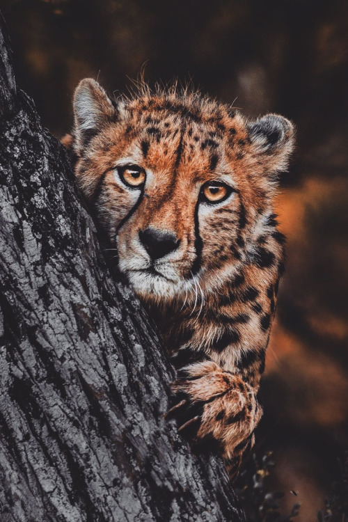 lsleofskye:  School Portrait | donalboydLocation: Erindi Private Game Reserve, Namibia