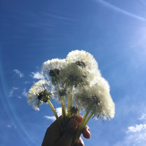 lindenbee:https://www.instagram.com/peachy.pika/Sunny days=☀️