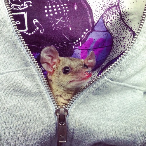 hedgehogsofasgard:Pocket possum