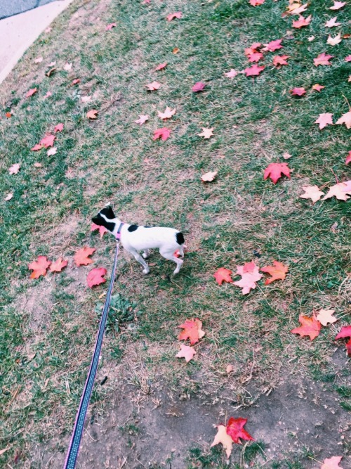 parsimoniousquid:  Me and Nellie enjoying fall.