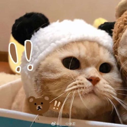 Cute Cat Matching Pfp Designer - Cute Cat Matching Pfp Aesthetic