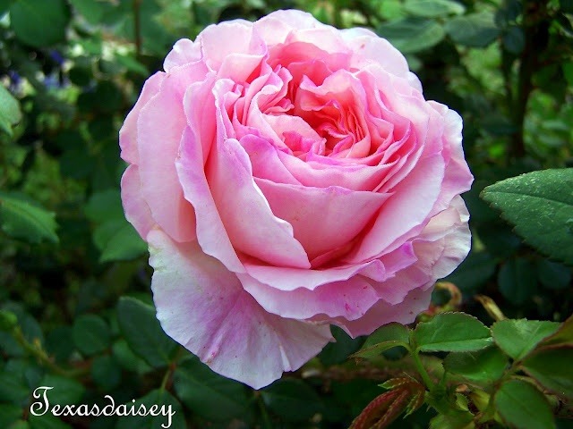 shadelovingflowers:  I’d rather have roses on my table than diamonds on my neck.