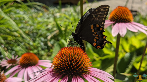 Eastern Black Swallowtail - Papilio polyxenesThe days are getting warmer and sunnier in Toronto whic