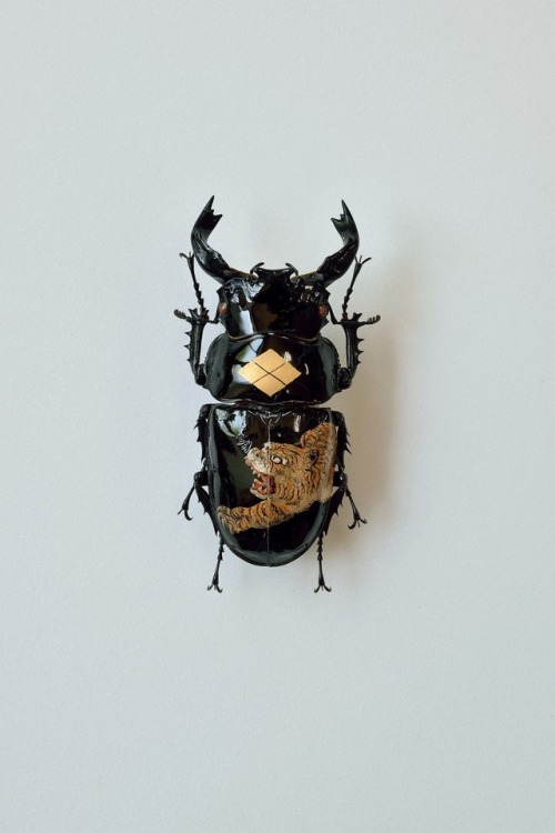 steampunktendencies:  Oil on Beetle by Akihiro Higuchi  